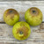 Apple - Brown Snout