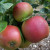 Apple - Crawley Reinette