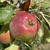 Apple - Craggy's Seedling