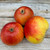 Apple - Early Windsor