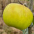 Apple - East Lothian Pippin