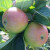Apple - Edward VII