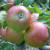 Apple - Elektra