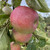 Apple - Emperor Alexander