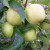 Apple - Golden Delicious