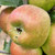 Apple - Golden Pearmain