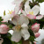 Apple - Golden Pearmain