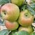 Apple - Golden Pearmain