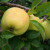 Apple - Golden Spire