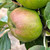 Apple - Guillevic