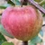 Apple - Hastings