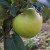 Apple - Hornsea Herring