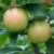 Apple - Jester