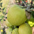 Apple - Keswick Codling