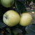 Apple - Keswick Codling