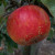 Apple - Koningin Juliana