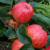 Apple - Lady Sudeley