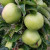 Apple - Lord Derby