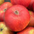 Apple - Lord Lennox