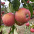 Apple - Meridian