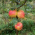 Apple - Merlin's Apple