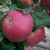 Apple - Mere de Menage