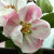 Apple - Norfolk Beauty