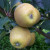 Apple - Pitmaston Pineapple