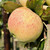 Apple - Rev. W. Wilks