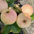 Apple - Rev. W. Wilks