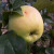 Apple - Rev. W. Wilks