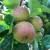 Apple - Sam Young