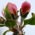 Apple - Sam Young