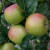 Apple - Schoolmaster