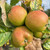 Apple - Scotch Bridget