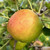 Apple - Scotch Bridget