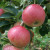 Apple - Somerset Redstreak
