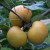 Apple - St Edmunds Pippin