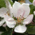 Apple - Steyne Seedling