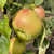Apple - Stirling Castle