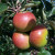 Apple - Suntan