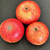Apple - Thorle Pippin