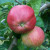 Apple - Tom Putt