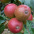 Apple - Tremlett's Bitter
