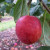 Apple - Vista Bella