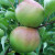 Apple - Wagener