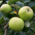 Apple - Warner's King