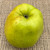 Apple - White Melrose