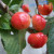 Cherry - Cherokee