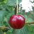 Cherry - Morello